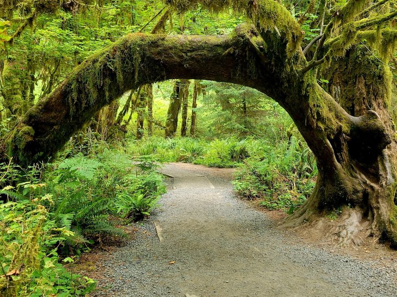 A Forest Straight Out Of A Storybook