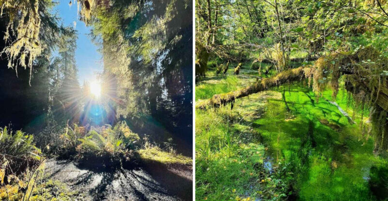 You Must Visit This Stunning Fairytale Forest In Washington Immediately