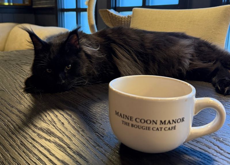 Florida Has A Cat Cafe Filled With Giant Maine Coons And Adoptable Cats That No One Wants To Leave Behind - Decor Hint Meet the cats that run this place