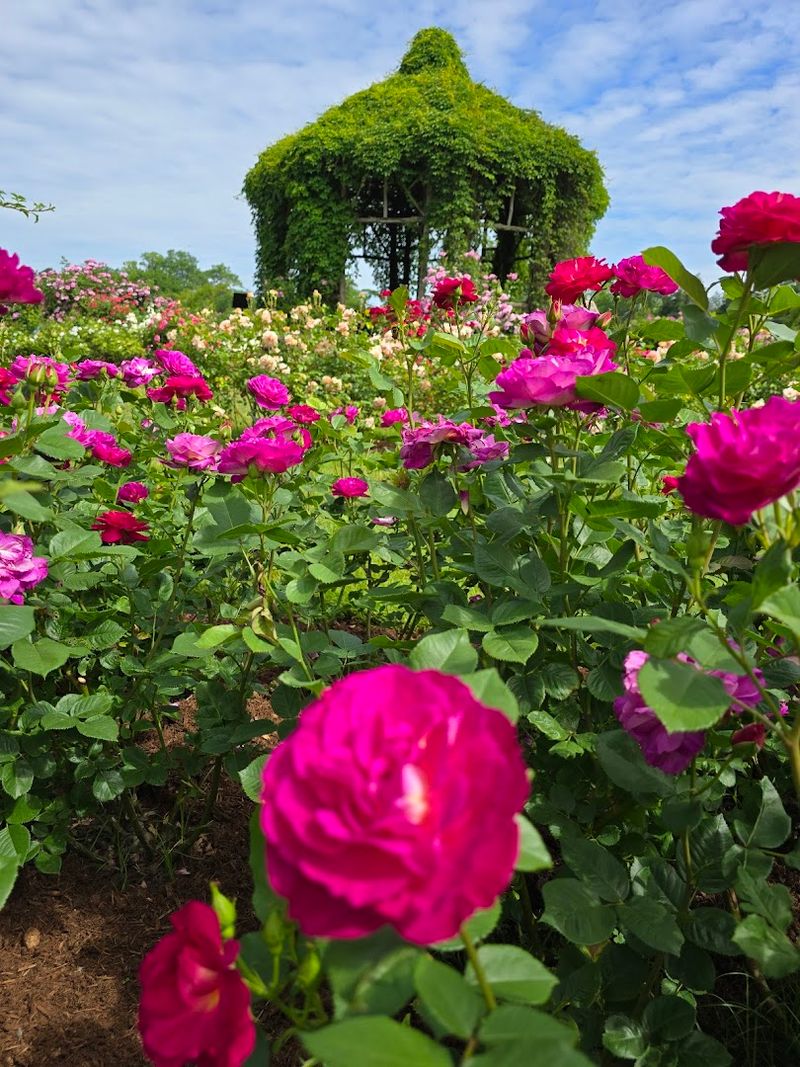 Step Into A Sea Of Roses