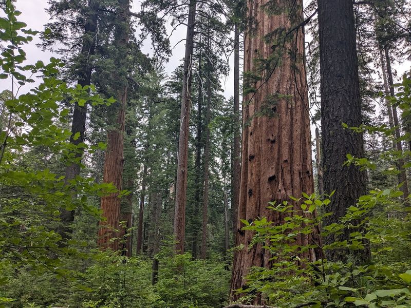 Calaveras Big Trees State Park