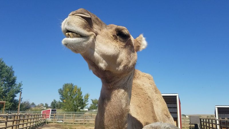 Exotic Animal Encounter Packages