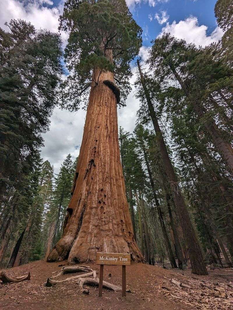 14 California Scenic Walks That Do Not Take Long But Still Deliver Big Views - Decor Hint Congress Trail Short Loop, Sequoia National Park