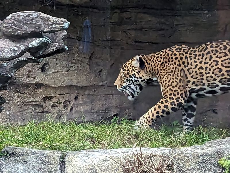 10 Best Things To Do In Jacksonville, Florida - Decor Hint Jacksonville Zoo And Botanical Gardens