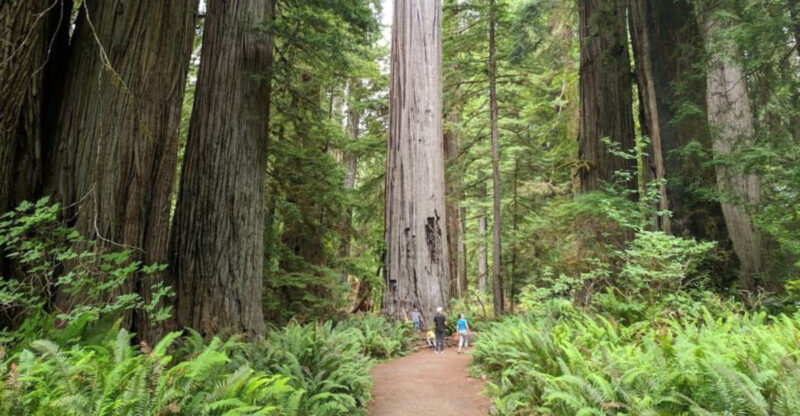 10 California Redwood Groves With Easy Walking Trails That Still Feel Absolutely Magical