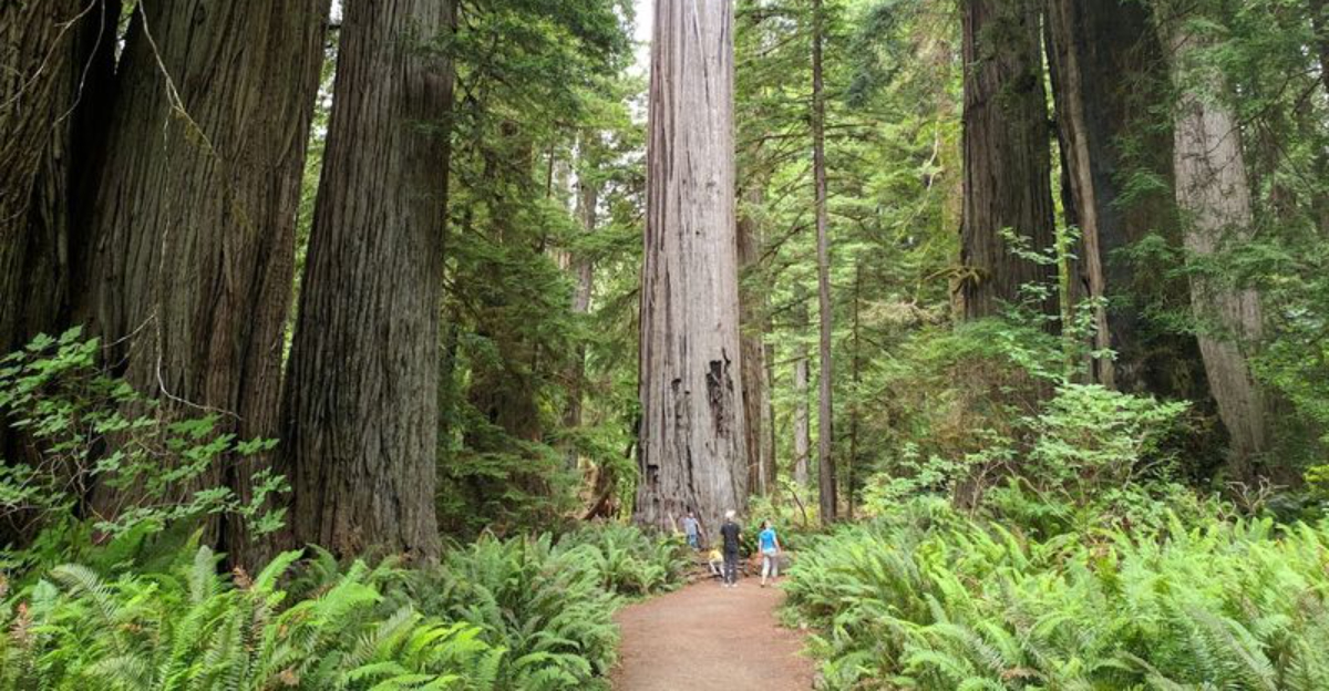 10 California Redwood Groves With Easy Walking Trails That Still Feel Absolutely Magical - Decor Hint