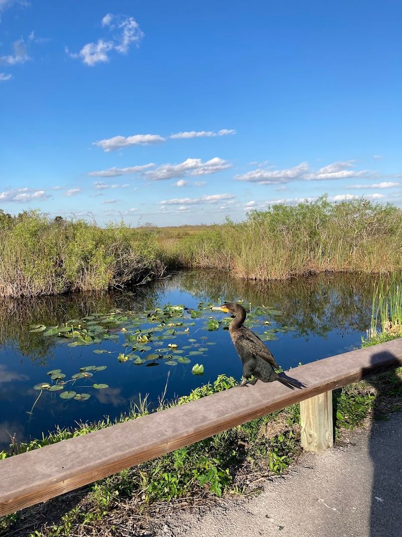 10 Florida Trails Where Easy Walks Lead To Surprisingly Unforgettable Views - Decor Hint Anhinga Trail