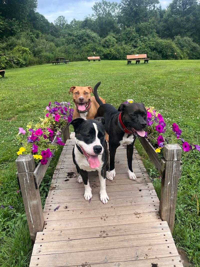 Southbury Dog Park, Southbury