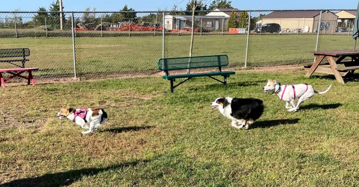 10 Under The Radar Connecticut Dog Parks Worth Exploring This Season - Decor Hint