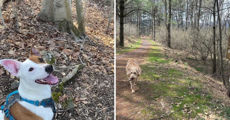 11 Pennsylvania Trails Where Dogs Can Stretch Their Legs And Explore
