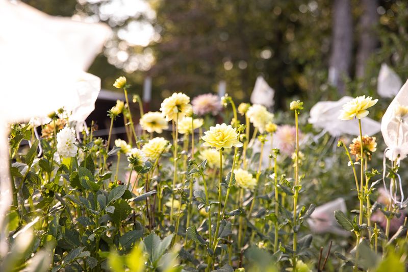 Blooming Acres Farm