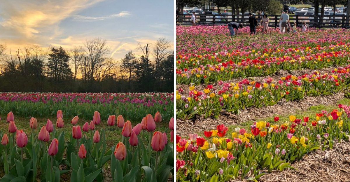 11 Tennessee Flower Farms That Look Like Something From A Summer Dream - Decor Hint