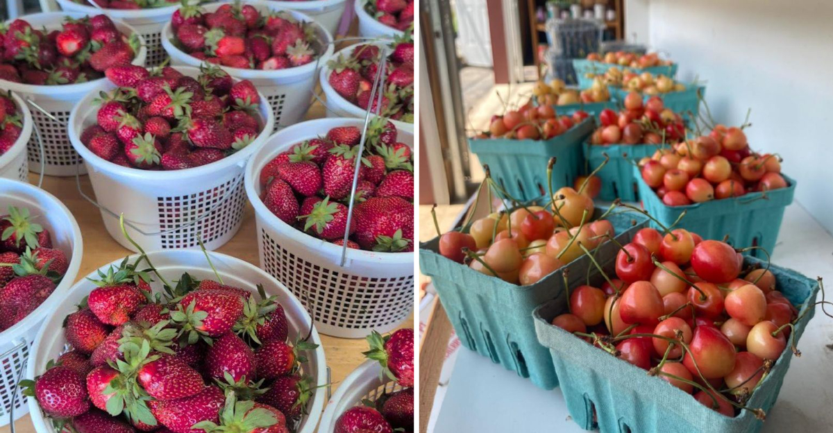 12 Bluegrass Kentucky Region Farms Where You Can Pick Your Own Fresh Produce This Summer - Decor Hint