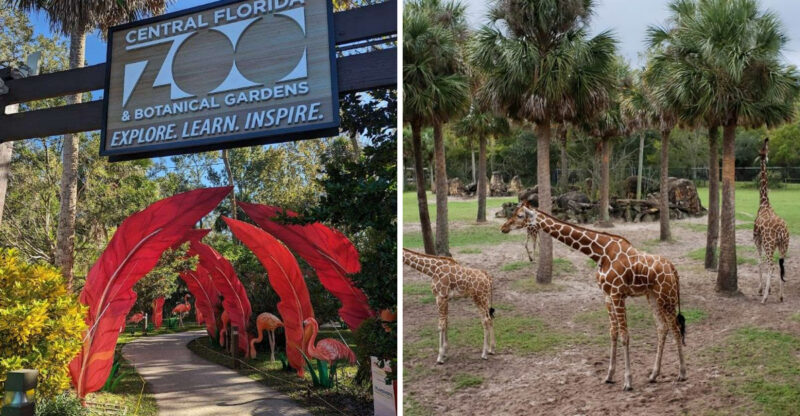 12 Incredible Florida Zoos That Animal Lovers Won’t Want To Miss