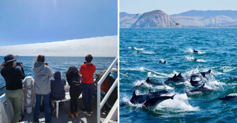 15 California Whale-Watching Towns And Harbor Trips That Make The Coast Feel Magical