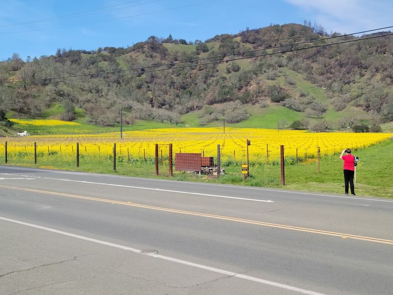 Silverado Trail, Napa Valley