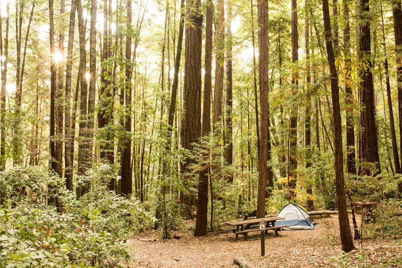 Camping Under The Redwoods At The 55-Site Campground