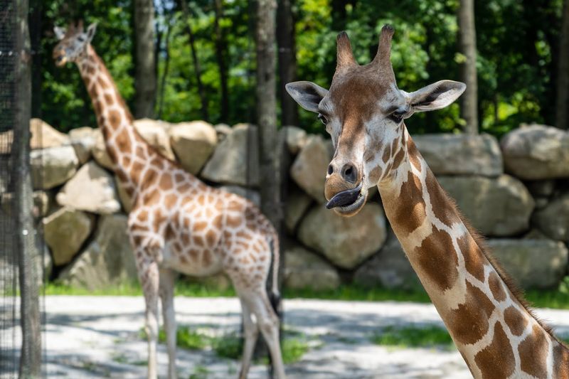 Giraffes You Can Feed By Hand