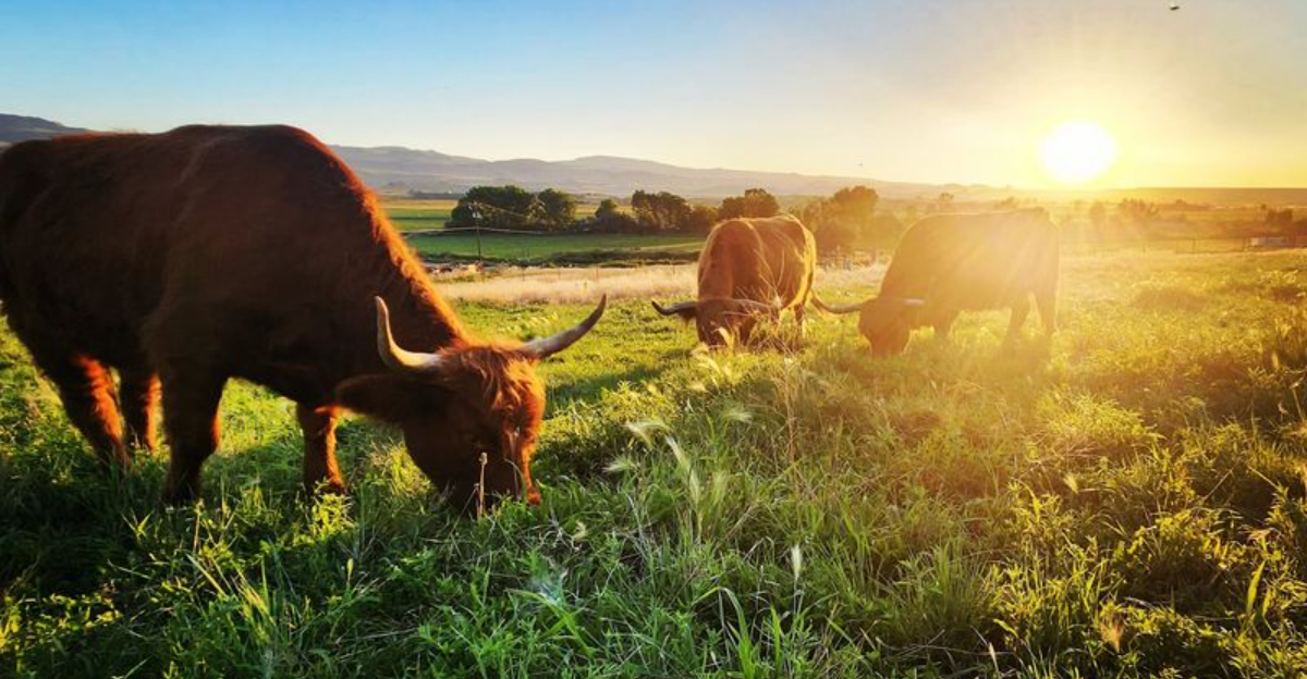 7 Idaho Farms And Ranches Where You Can Meet Scottish Highland Cows - Decor Hint