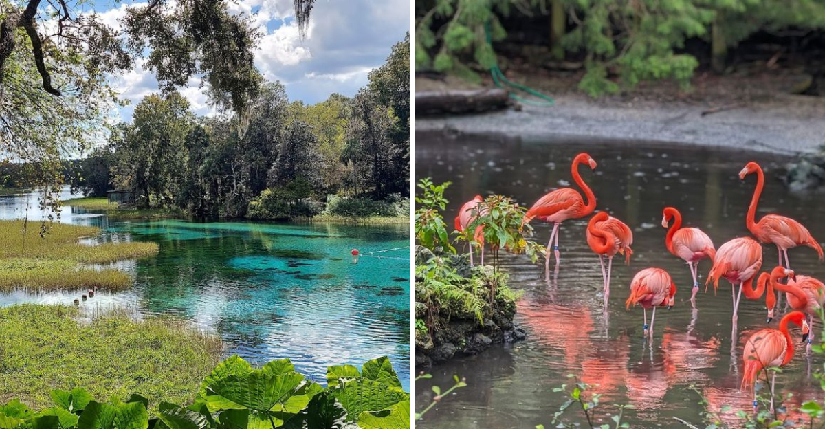8 Florida Adventures That Start With A Full Tank And A Free Day - Decor Hint