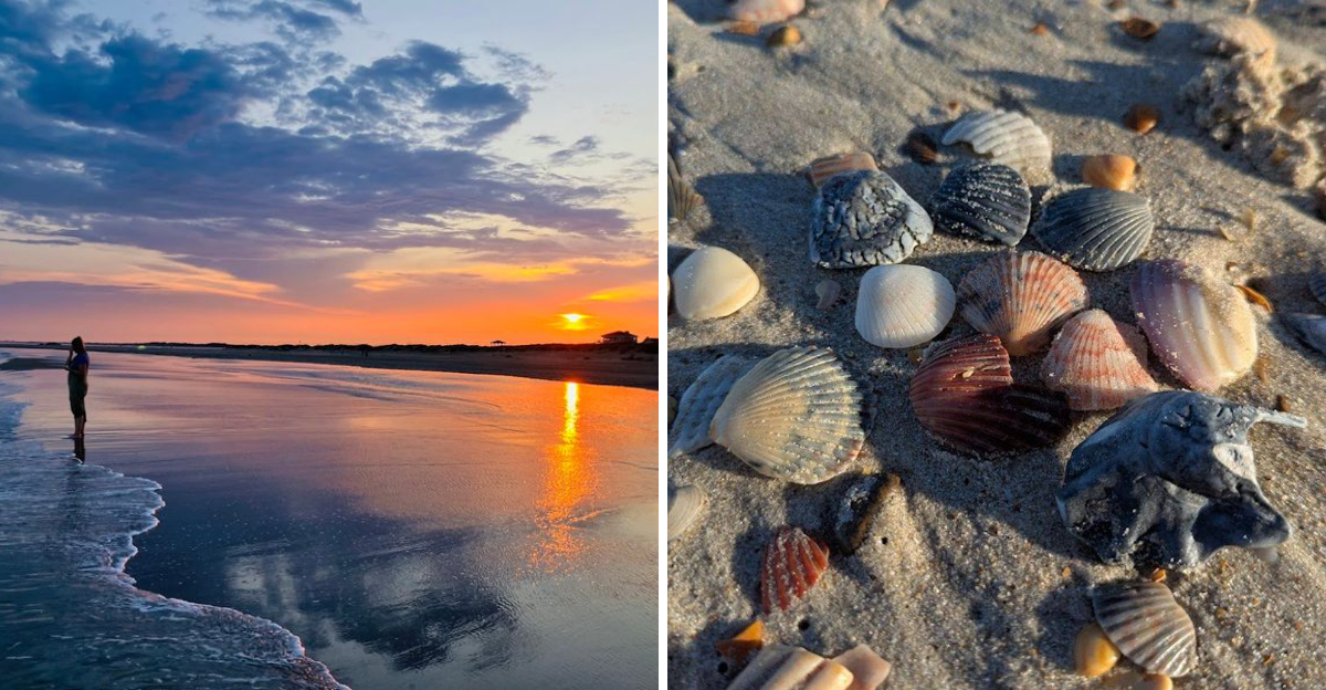 8 North Carolina Beaches Where Seashell Hunters Strike Gold - Decor Hint