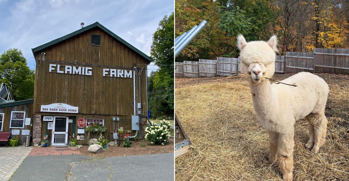 9 Connecticut Animal Encounters That Are Perfect For A Family Weekend Outing - Decor Hint