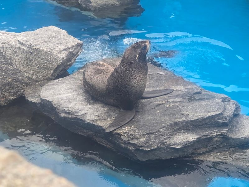 Mystic Aquarium, Mystic 