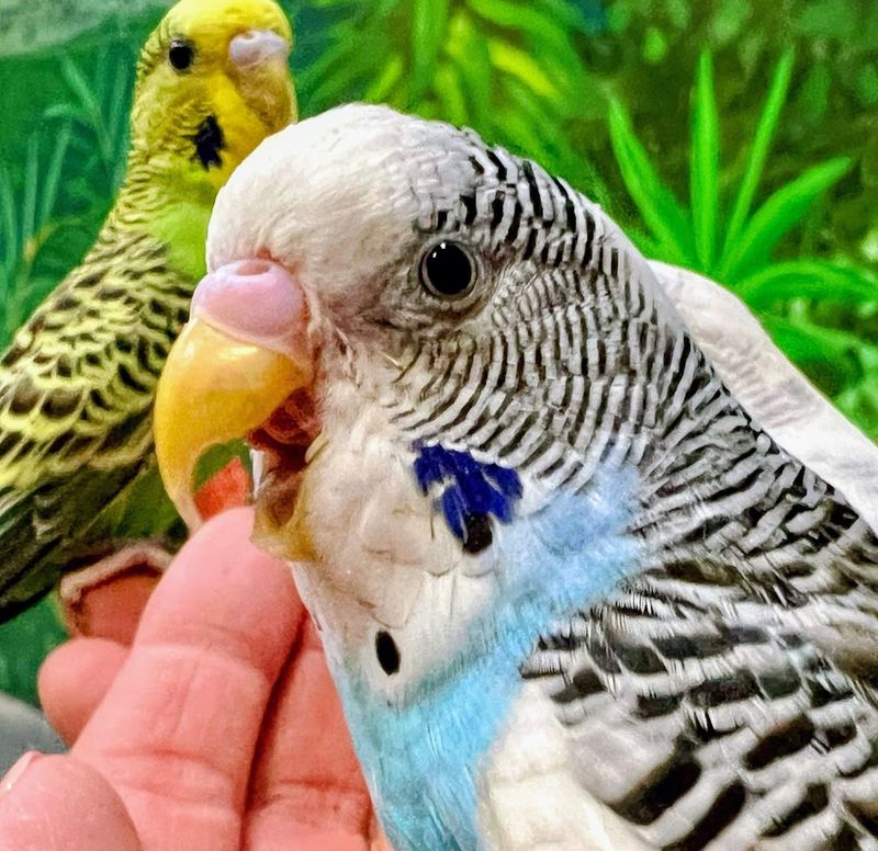 Twin Falls Zoological Center
