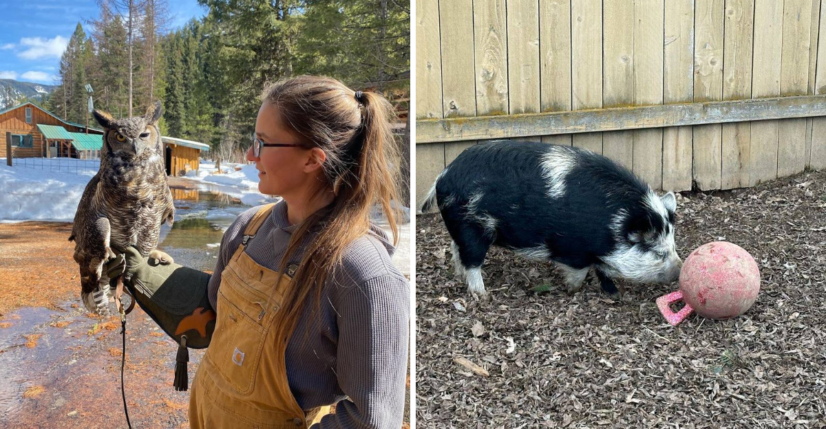 9 Idaho Animal Rescues And Wildlife Centers Where You Can Meet Remarkable Creatures Up Close - Decor Hint