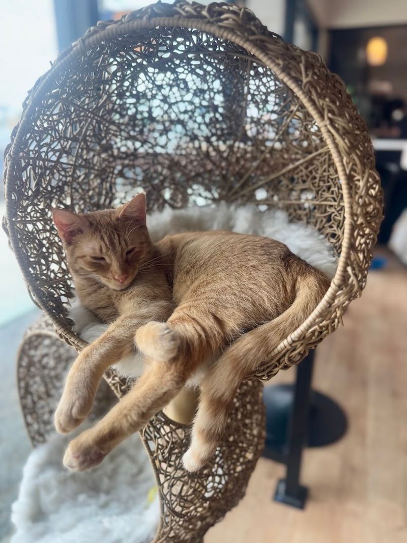 Whiskers And Soda, Dallas