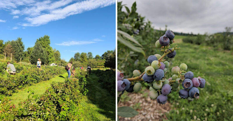 9 Virginia Blueberry Farms Where A Simple Day Out Turns Into A Summer Tradition