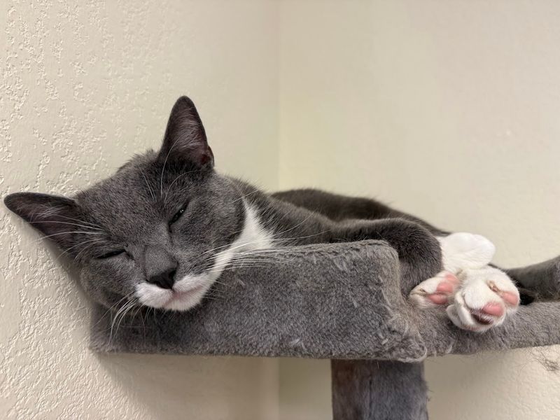 The Cozy Catfe, Arlington