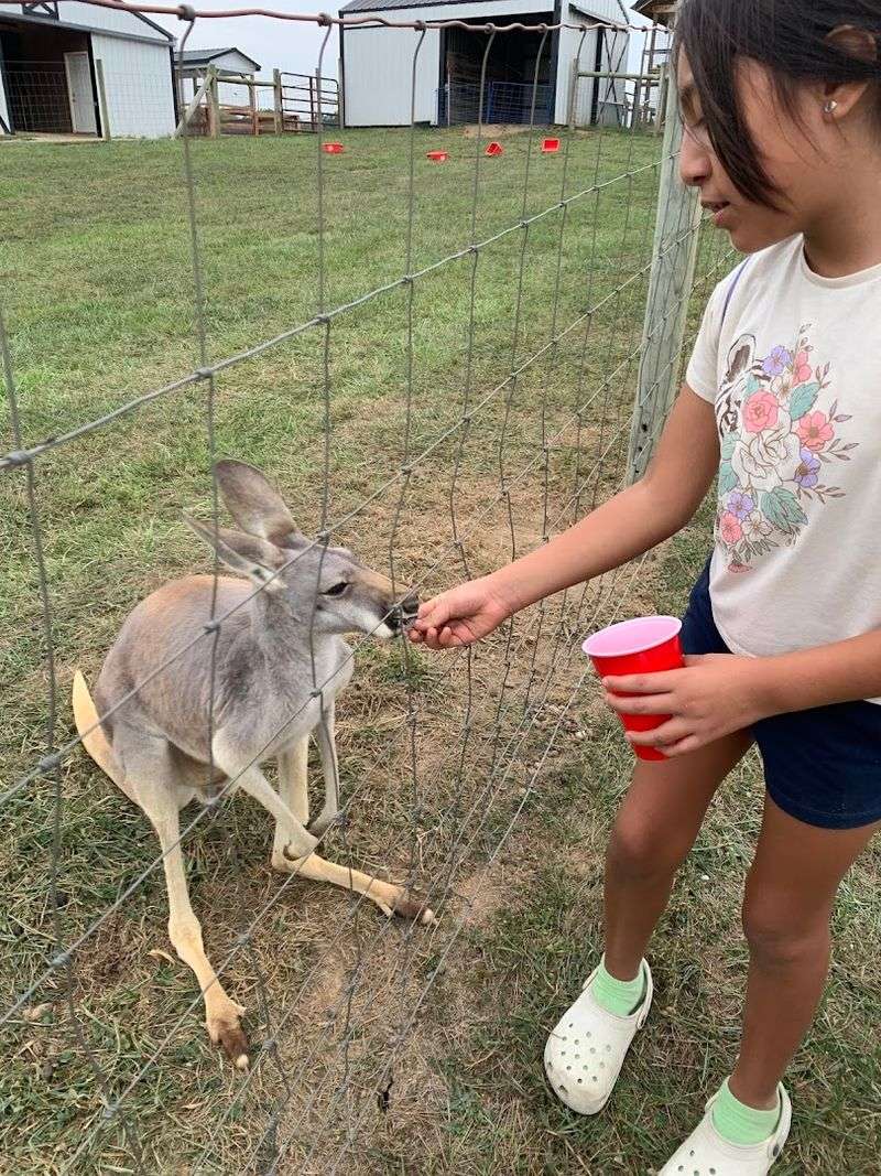 Kangaroos You Can Actually Pet And Feed