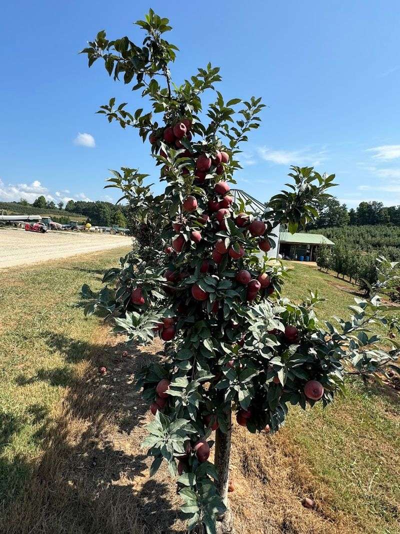 Pick-Your-Own Apples Across 300 Stunning Acres