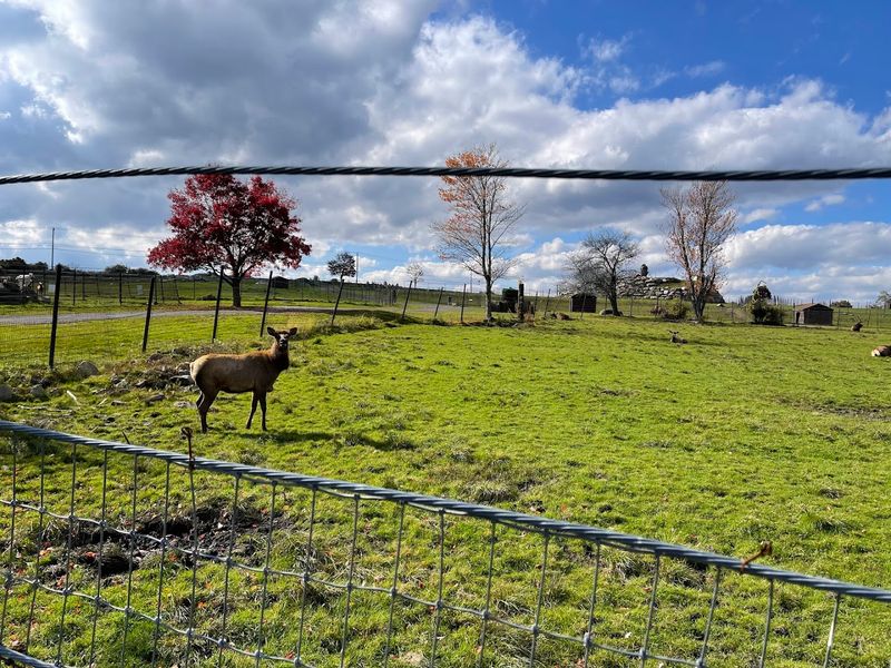 This Connecticut Animal Sanctuary Lets Visitors Meet Capybaras Face To Face - Decor Hint Bookings That Need Advance Attention