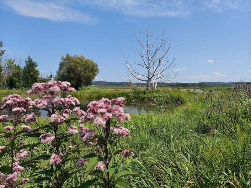 One Of Michigan's Rarest Ecosystems Beneath Your Feet