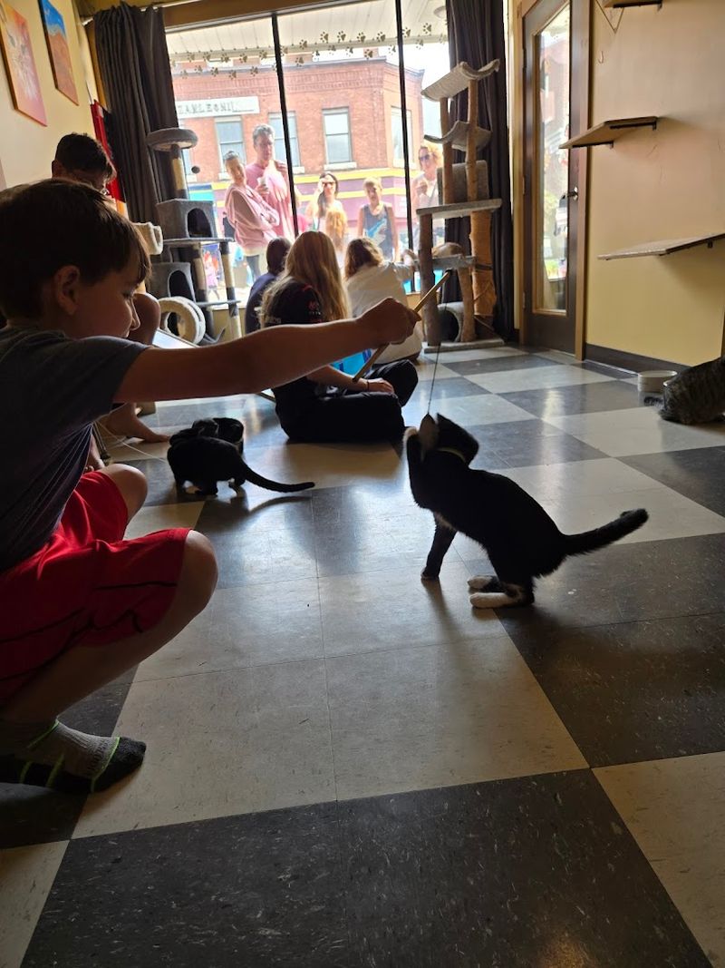 The Cat Room Experience