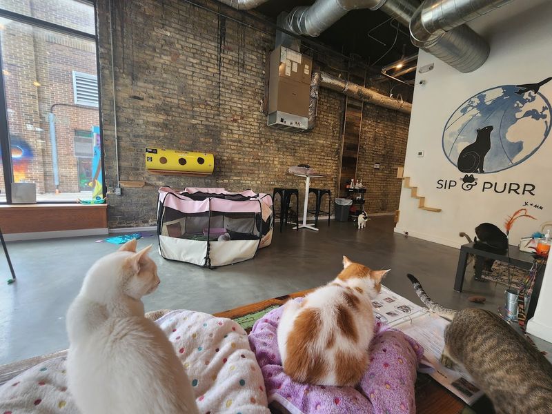 Cat Lovers Are Completely Smitten With This Wisconsin Café - Decor Hint The Cat Lounge Experience