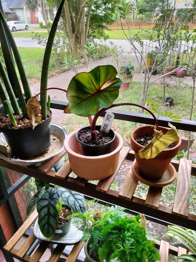 Owner-Grown Plants You Cannot Find Anywhere Else