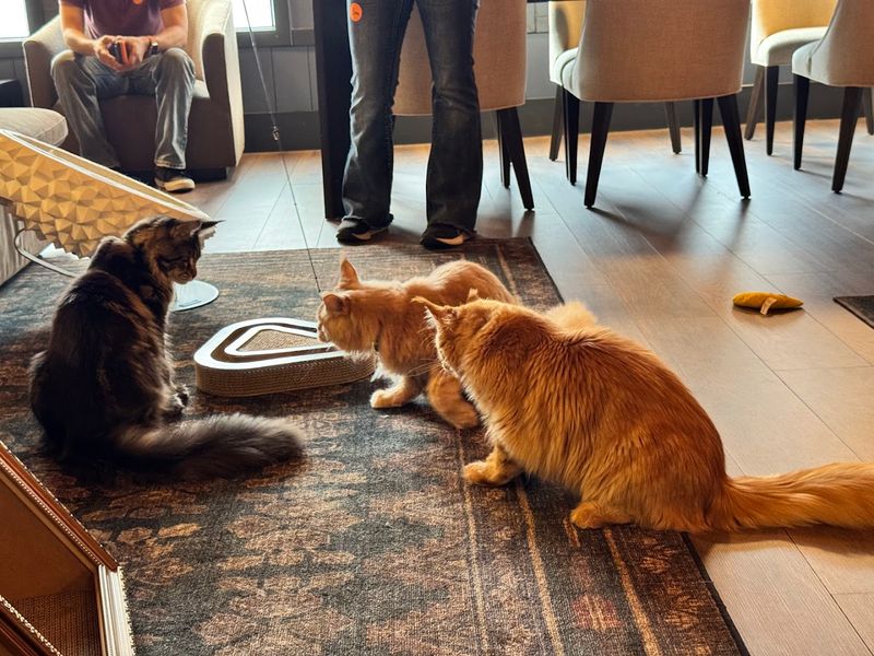 The Magnificent Maine Coons You Will Actually Meet