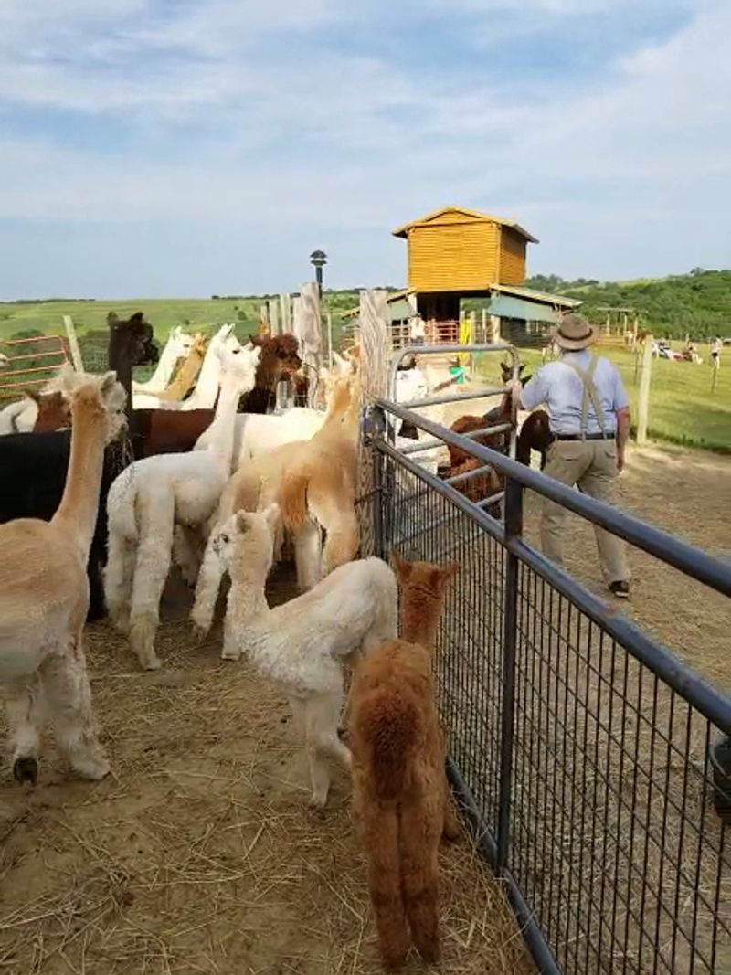 Friendly Alpacas That Make The Whole Trip Feel Instantly Better