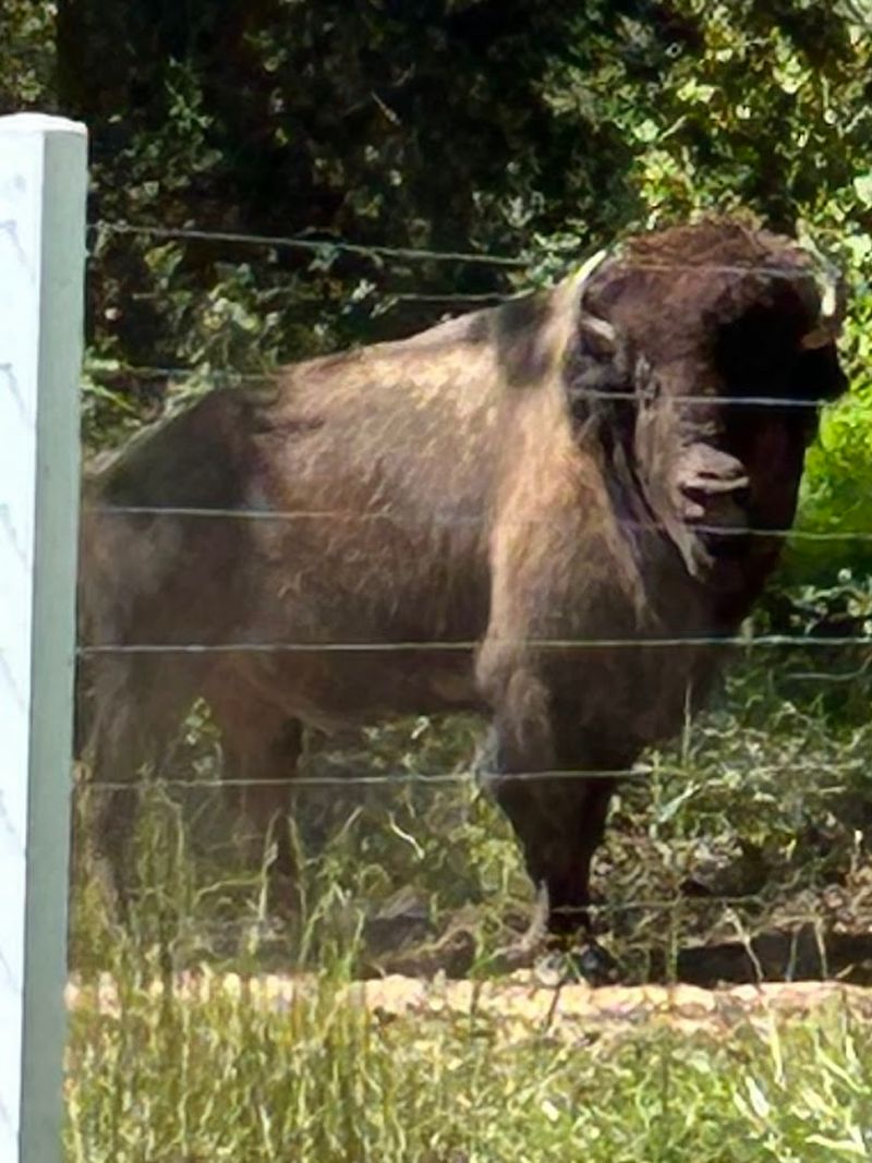 Few People Know North Carolina Has A Buffalo Farm Where You Can Meet The Herd - Decor Hint Rolling Person County Hills Make The Buffalo Feel Even More Surprising
