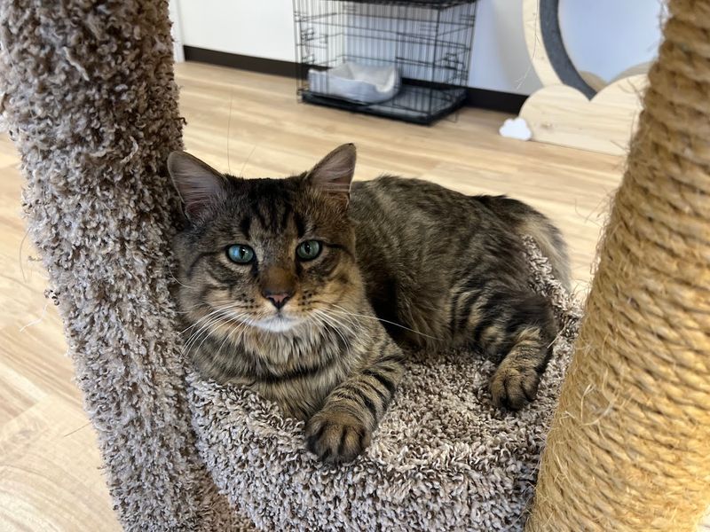 Relax With Rescue Cats