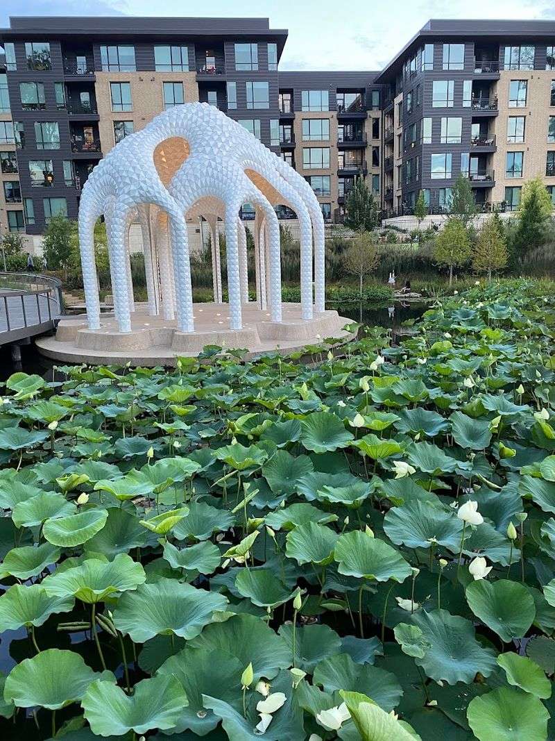 Lotus Blooms Turn The Water Into A Summer Showpiece