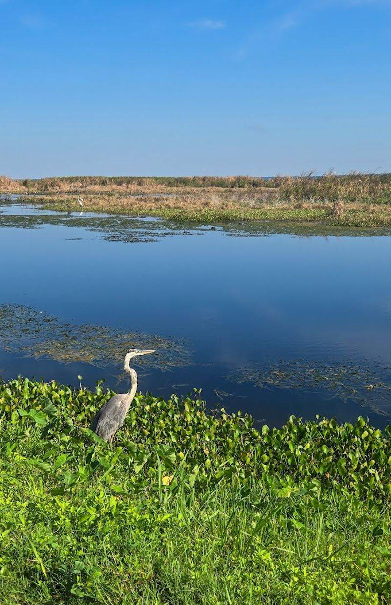 The History Behind The Wetlands