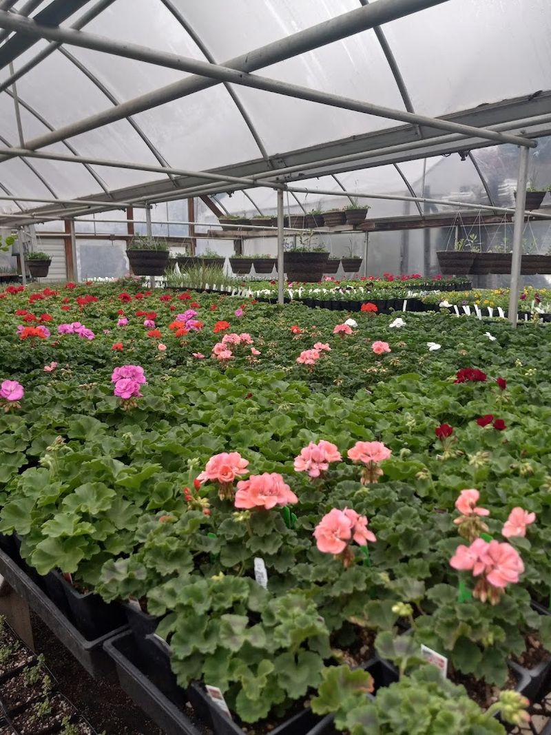 Greenhouses Worth Getting Lost In