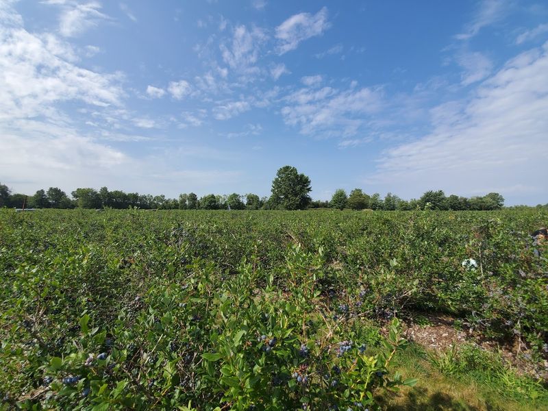 Fields Full Of Plump Blueberries
