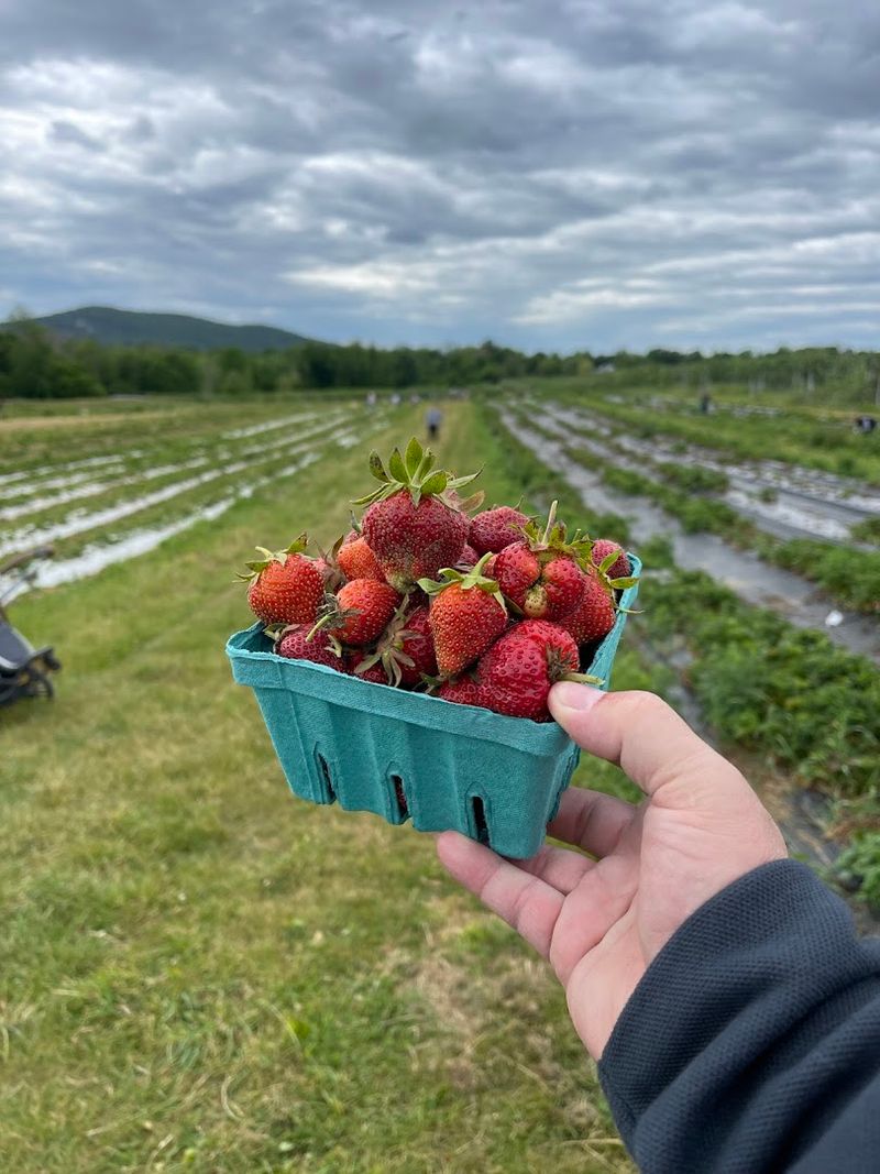 Strawberry Fields Worth Traveling For