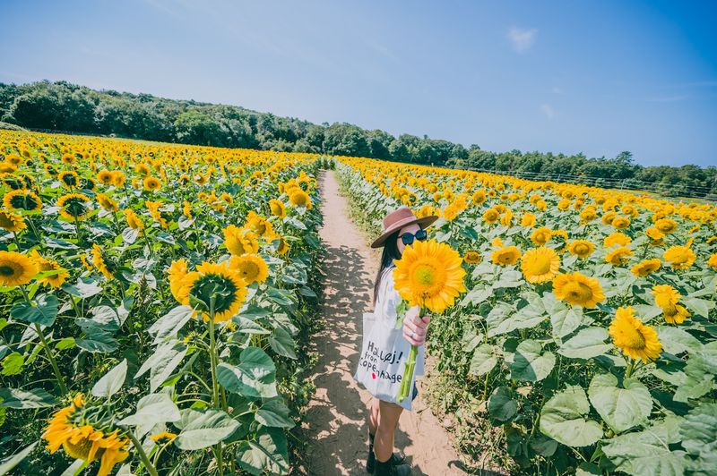 Golden Fields As Far As You See