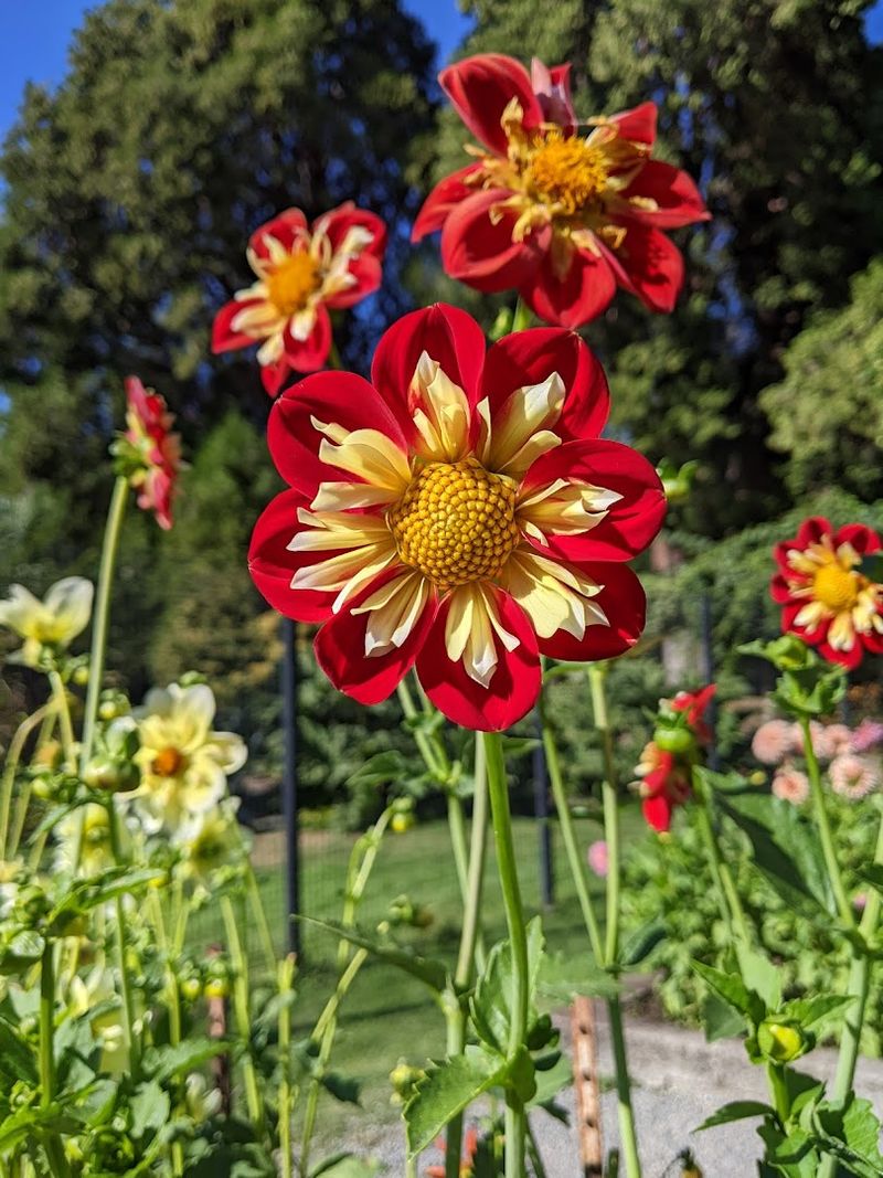This Stunning Washington Rose Garden Looks Like Something Lifted From A Monet Masterpiece - Decor Hint The Color Palette That Would Make Any Painter Jealous